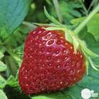 Plant de fraisier 'Cijosée' : pot de 0,5 litre